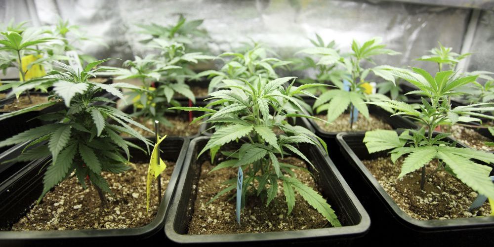 Growing cannabis in uk law