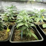 CANNABIS CULTIVATION AND THE LAW